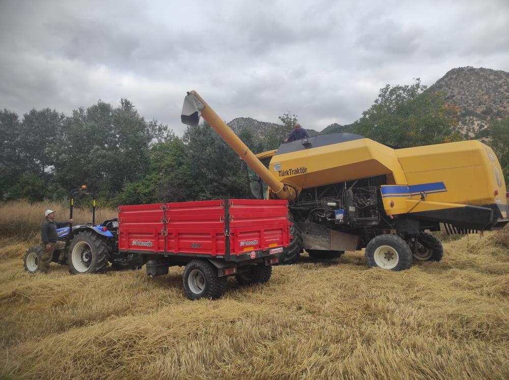 Nallıhan da 7 Yıl Aradan sonra Çeltik Ekilen tarlada Hasat Yapıldı.