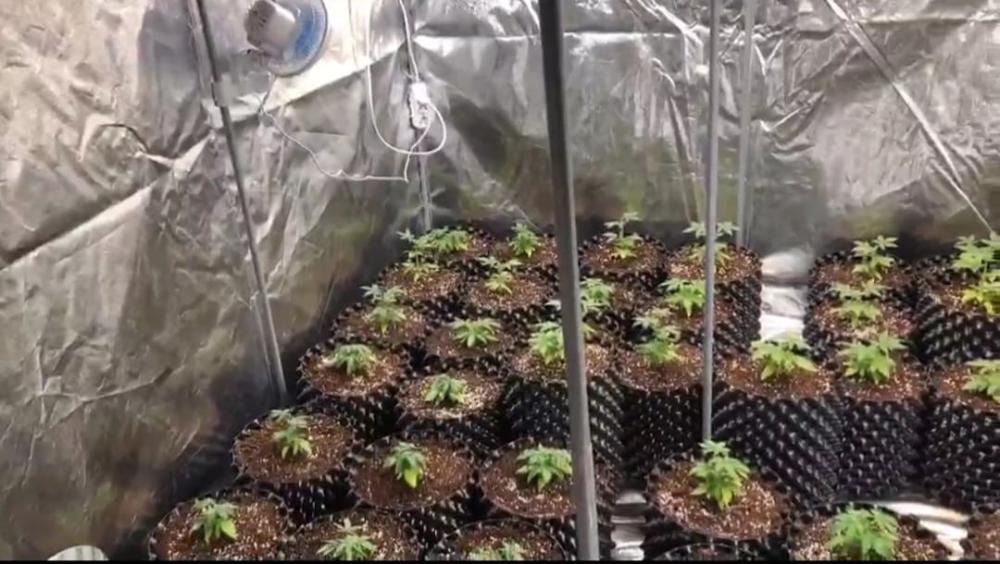 Adana İl Jandarma Dairede İklimlendirme yöntemi ile uyuşturucu  üretenlere baskın yaptı