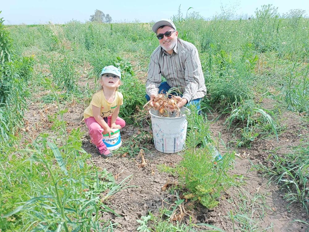 Toprakkale'de Soğan Başakçılığı Geleneği Kültürel Bir Miras